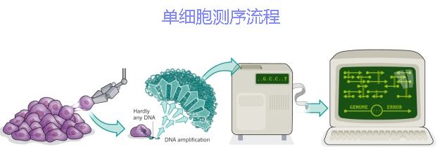 單細胞測序技術及其在傳染病研究領域中的應用講解