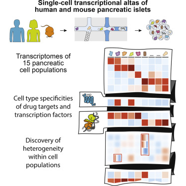 人和小鼠胰腺關(guān)于單細(xì)胞轉(zhuǎn)錄組圖譜講解